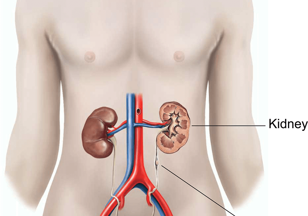 Exploring Urology Services
